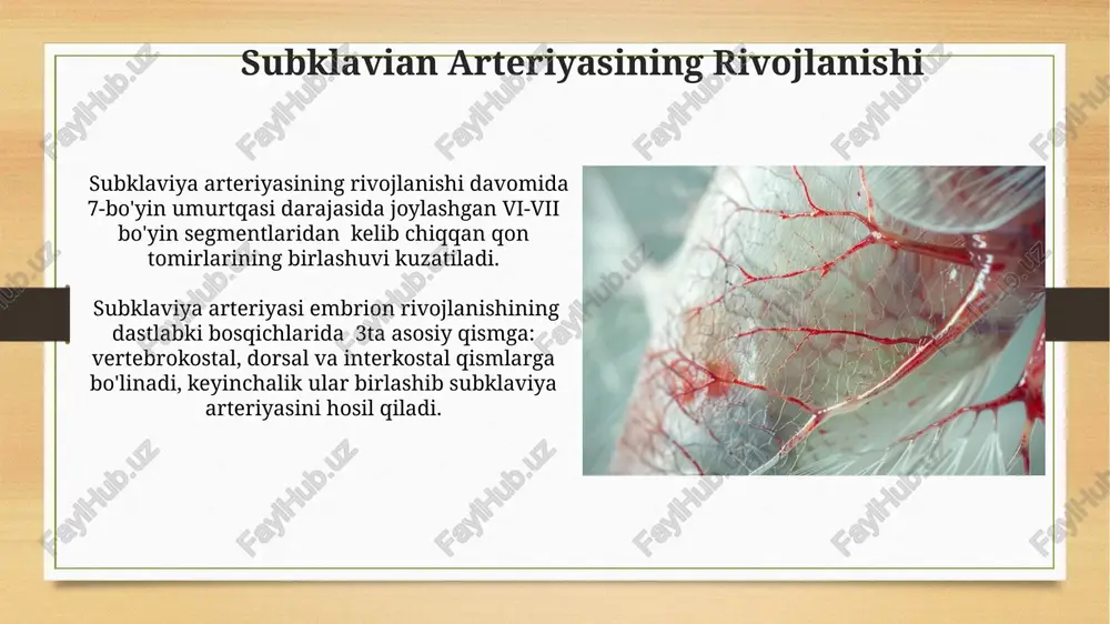 hi arterial ark uchinchi arterial arkning rivojlanishidagi nuqsonlar, masalan, regressiyaning buzilishi, karotid va subklaviya arteriyalarning tugʻma anomaliyalariga olib kelishi mumkin, bu esa 1000 tugʻilishda taxminan 2 holatda kuzatiladi. uchinchi arterial ark embriologik rivojlanishning 6-haftasida paydo boʻlib, dorsal aortadan 6 juft intersegmental arteriyalar orqali qon bilan taʼminlanadi. ikkinchi arterial ark ikkinchi arterial arkning regressiyasi embrion rivojlanishining 6-haftasida sodir bo'lib, qoldiqlar yuz va bo'yin sohasidagi ba'zi tuzilmalarni hosil qiladi. ikkinchi arterial arkning dorsal aortasiga tutashgan qismi 6-segmentli bo'lib, embrion rivojlanishining 4-haftasida hosil bo'ladi va keyinchalik o'zgaradi. e'tiboringiz uchun rahmat @taqdimot_robot image7.jpg image8.jpg image9.jpg image10.jpg image11.jpg image12.jpg image13.jpg image14.jpg image15.jpg image16.jpg image17.jpg image18.jpg image19.jpg image20.jpg image21.jpg image22.jpg image3.png image4.png