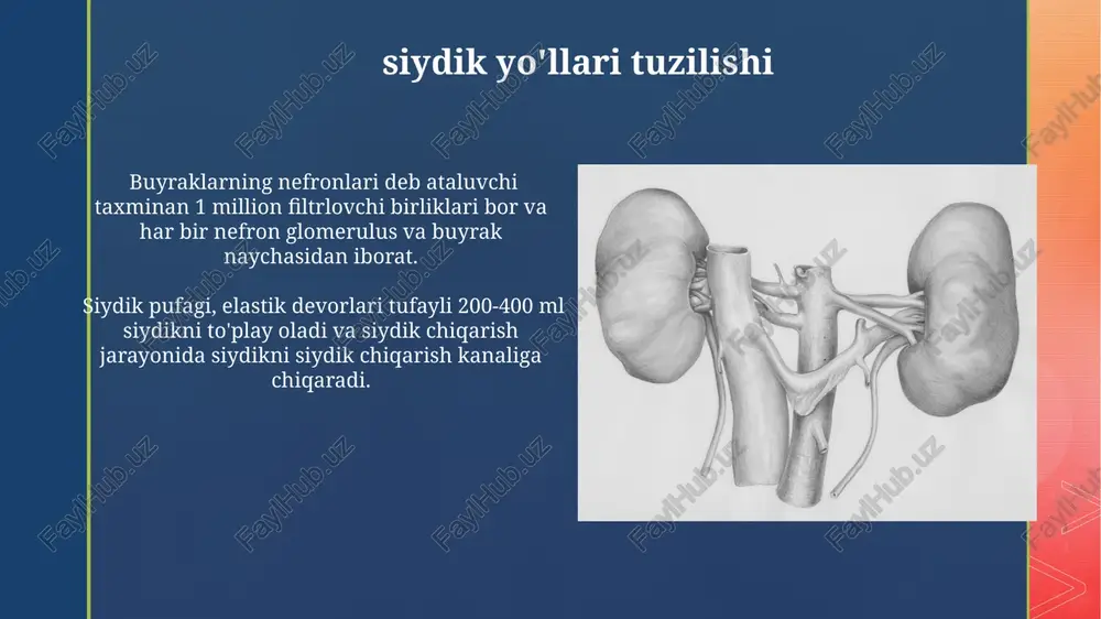 siydik pufagi tuzilishi - Page 4