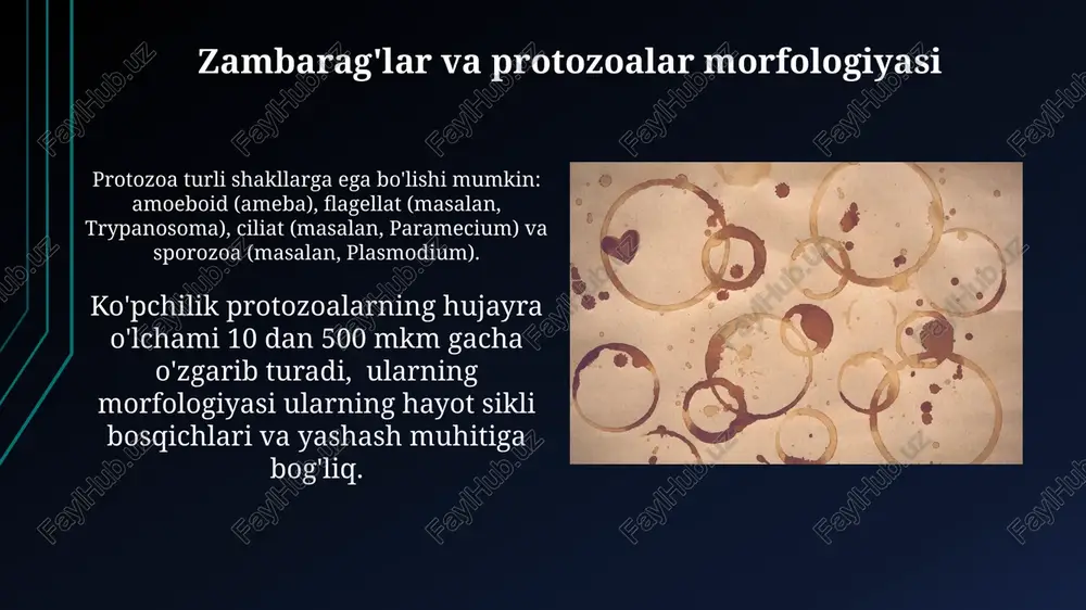bakteriyalarning morfologiyasi - Page 4