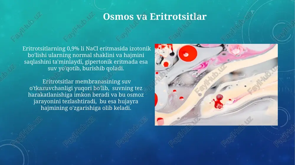 ga taxminan 2 million eritrotsit hosil bo‘ladi. eritrotsitlarning diametri taxminan 7-8 mikrometr bo‘lib, ularning bunday kichik o‘lchami kapillyarlar orqali oson o‘tish imkonini beradi va to‘qimalarga kislorod yetkazib berish samaradorligini oshiradi. giperxrom eritrotsitlar giperxrom eritrotsitlarning o‘rtacha hajmi (mcv) normal qiymatlardan past bo‘lishi mumkin, bu mikrotsitoz bilan birga keladi va temir tanqisligi kamqonligi kabi holatlarni ko'rsatishi mumkin. giperxrom eritrotsitlar gemoglobin miqdorining ortishi bilan tavsiflanadi, ammo bu eritrotsitlarning hajmida emas, balki gemoglobin konsentrasiyasining nisbiy oshishida namoyon bo'ladi. eritrotsitlarning shakli va o'lchami eritrotsitlarning biconcave disk shakli ularning yuqori sirt maydoniga nisbati va gaz almashinuvida yuqori samaradorlikni ta'minlaydi; qalinligi 2 mikrometr atrofida. eritrotsitlarning o'rtacha diametri 7-8 mikrometrni tashkil etadi, ammo bu ko'rsatkich yoshga, jinsiga va sog'liq holatiga bog'liq holda o'zgarishi mumkin. e'tiboringiz uchun rahmat @taqdimot_robot image3.png image4.jpg image5.jpg image6.jpg image7.jpg image8.jpg image9.jpg image10.jpg image11.jpg image12.jpg image13.jpg image14.jpg image15.jpg image16.jpg image17.jpg image18.jpg image19.jpg image20.jpg