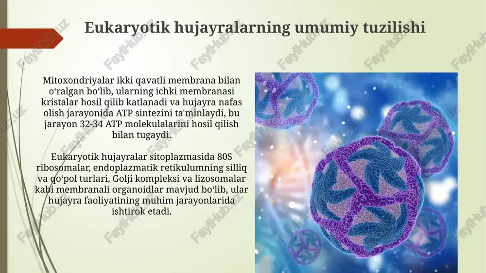 va uning tarkibiy qismlari yadro parda ikki qavatli membranadan iborat bo'lib, 10 nm kenglikdagi perinuklear bo'shliq bilan ajratilgan va selektiv ravishda moddalar almashinuvini ta'minlaydi. yadro 46 ta xromosomalarni o'z ichiga oladi, ular dnk molekulalaridan va oqsillar komplekslaridan iborat bo'lib, genetik ma'lumotni saqlaydi va meros qilib oladi. xloroplastlar va fotosintez xloroplastlarning ichki membranasi, tilakoid deb ataluvchi yassi disksimon tuzilmalarga yig’ilib, granalarni hosil qiladi va bu granalar fotosintezning eng muhim reaksiyalari uchun 70-100 ta tilakoidni o’z ichiga oladi. xloroplastlarning stromasi, fotosintezning qorong’u reaksiyalari uchun zarur bo’lgan fermentlarni, shuningdek, kraxmal donachalari va lipid tomchilarini saqlaydi; bu jarayonlarda 30 dan ortiq ferment ishtirok etadi. vakuolalar va ularning xususiyatlari tonoplast deb ataluvchi membrana vakuolani sitosoladan ajratib turadi va selektiv o'tkazuvchanlikka ega bo'lib, proton pompalari orqali ph gradiyentini saqlaydi. ba'zi vakuolalar lizosomalarga o'xshash gidroliz fermentlarini o'z ichiga oladi va hujayra ichidagi qayta ishlash jarayonlarida ishtirok etadi, hujayra avtolizida muhim rol o'ynaydi. plazma membranasi va uning funksiyalari …