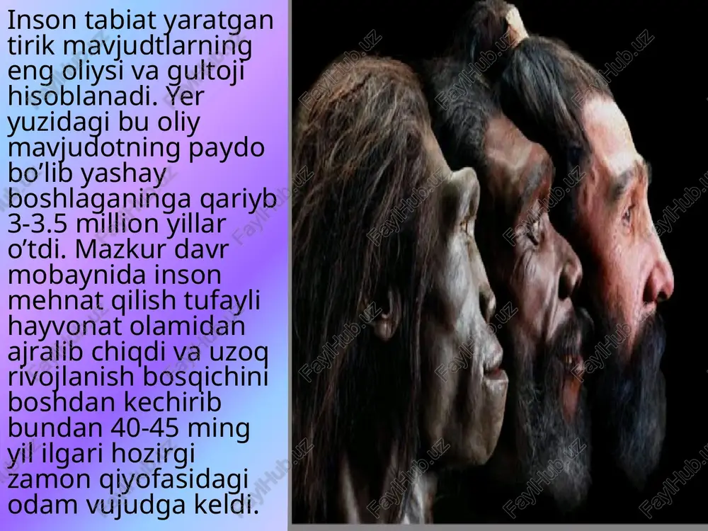 pitikikantirop robutus bog’liq turning vakili ekanligiga ishonishadi. olduvay darasida lib borilgan qazishma ishlari natijasida ular bosh suyagining ikki qismini pastki jag’ va zinjga qaraganda katta mia va kichikroq jag’ bo’lagi topiladi. keyinchalik xuddi shu turdagi hominidlarning yana bir nechta bosh suyaklari va jag’ parchalari topiladi . endi ular bu bosh suyaklarini topib hulosaga kelishadiki ilm fanga ma’lum o’gan har qanday odamlar hozirgi kunda ma’lum bo’gan turlarning ko’pchiligi olduvay zinji bilan bir davrda yashagan balki bu qurollarning mualliflari zinj emas boshqa nomalum tur bo’lish mumkun degan xulosaga kelishadi. bir yil o’tgach ya’ni 1960- yilda “zinjantirop topilgan joydan faqatgina ozroq chuquroq joydan zinjantropga nisbatan taraqiy etgan suyak qoldiqari topiladi .olimlar unga prezinjantirop deb nom berishadi . hozirgacha prezinjantroplarning mazkur joy va qatlamlardan 5 dan ortoq suyak qoldiqlari , tosh qurollari va bir qator hayvoning maydalangan suyaklari topilgan demak bu mavjudot qurol yasay olgan ekan unga “homo habilis”-”ishbilarmon odam:” degan nom berishadi endi …