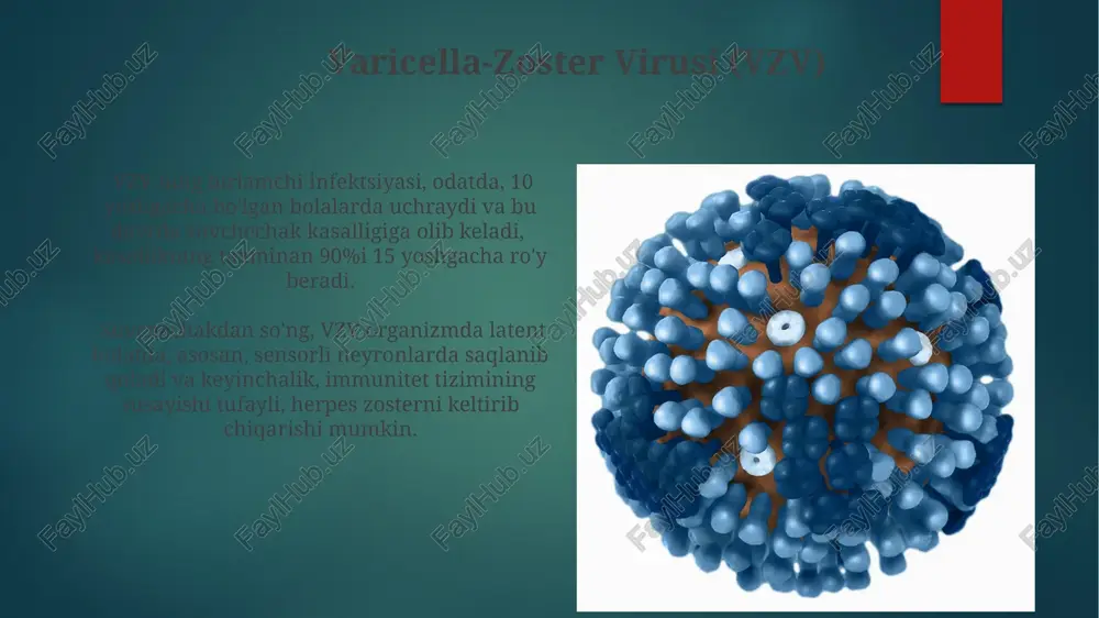 herpes viruslari: umumiy ma'lumot - Page 4