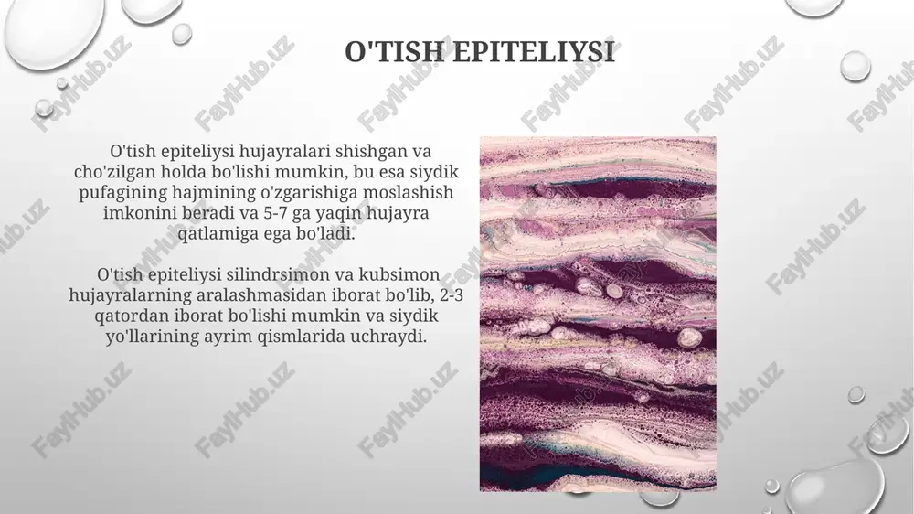 nib turadi, bu jarayon mitoz orqali amalga oshiriladi va taxminan 2-4 hafta davom etadi, bu esa to'qimaning shikastlanishdan tez tiklanishini ta'minlaydi. epiteliy to'qimalari bazal membrana orqali biriktiruvchi to'qima bilan chegaralanadi va 1 dan 100 gacha qatlamli bo'lishi mumkin, bu ularning turli funksiyalariga moslashuvchanligini ko'rsatadi. ko'p qatlamli silindrsimon epiteliy ko'p qatlamli silindrsimon epiteliy, o'ziga xos xususiyati tufayli, 2 dan 3 gacha qator hujayralardan tashkil topgan bo'lib, bezli sekretsiyasi bilan ajralib turadi va shilliq pardalarni himoya qilishda muhim rol o'ynaydi. ko'p qatlamli silindrsimon epiteliyning regeneratsiya qobiliyati yuqori bo'lib, uning tez tiklanishiga imkon beradi va taxminan 24 soat ichida to'liq yangilanishi mumkin, bu esa shikastlanishdan so'ng tez tiklanishni ta'minlaydi. e'tiboringiz uchun rahmat @taqdimot_robot image3.png image4.jpg image5.jpg image6.jpg image7.jpg image8.jpg image9.jpg image10.jpg image11.jpg image12.jpg image13.jpg image14.jpg image15.jpg image16.jpg image17.jpg image18.jpg image19.jpg image20.jpg image1.png