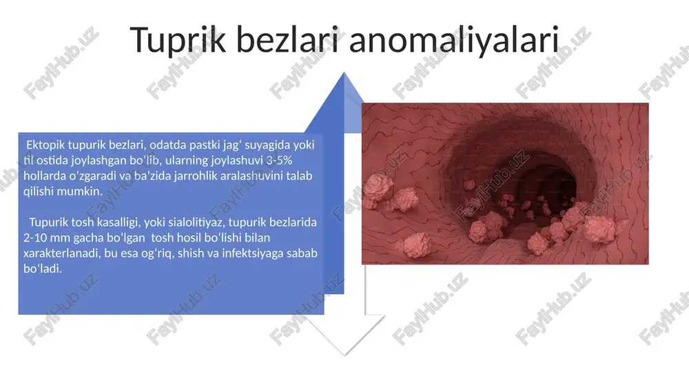 tuprik bezlarining fiziologiyasi - Page 4