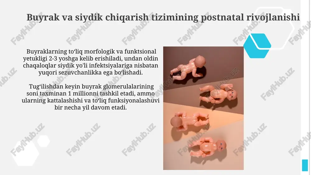 hazim aʼzolarining postnatal taraqqiyoti - Page 4
