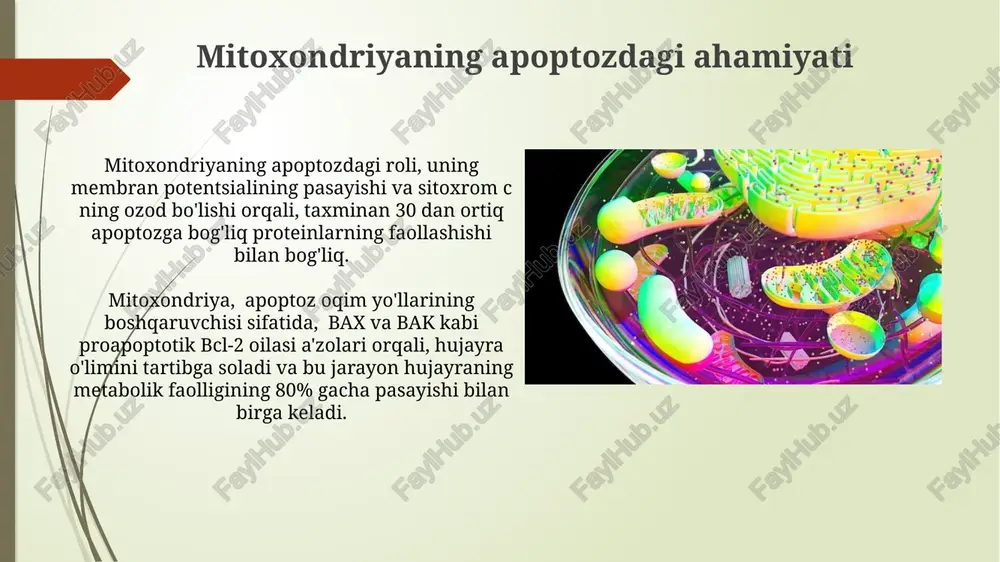 alan, fas liganda bilan bog'lanish, "ölüm reseptörleri"ni faollashtirib, apoptozning o'lim retseptorlari yo'lini yoqadi va bu jarayon kaspaz-8 faollashuvi bilan boshlanadi. apoptozni o'rganish usullari apoptoz hujayralarini aniqlash uchun oqsil markerlari, masalan, kaspaza-3 va parp ning faolligini o'lchash orqali 50-100 ta hujayradagi apoptoz darajasini aniqlash mumkin. oqimli tsitometriya usuli yordamida apoptoz hujayralarining 70-80% gachasini aniqlash va hujayralarning apoptotik bosqichlarini aniq belgilash imkoniyati mavjud. kelajakdagi tadqiqot yo'nalishlari mitoxondriyaning apoptoz jarayonidagi ahamiyatini chuqurroq o'rganish va 10 tadan ortiq yangi mitoxondrial apoptoz belkuzimlarini aniqlash bu yo'nalishdagi istiqbolli yo'nalishlardan biri bo'lishi mumkin. kelgusi tadqiqotlarda apoptozga bog'liq 50 dan ortiq genning rolini aniqlash va ularning o'zaro ta'sirini molekulyar darajada o'rganishga katta e'tibor qaratilishi mumkin. apoptoz va neyrodejenerativ kasalliklar neyrodejenerativ kasalliklarda apoptotik yoʻlning ortiqcha faollashuvi oksidlovchi stress va yalligʻlanish jarayonlarining kuchayishiga olib keladi, bu esa neyronlarning 10-20% oʻlimiga sabab boʻlishi mumkin. parkinson kasalligida dopamin ishlab chiqaruvchi neyronlarning apoptozi 60% ga yaqin qismining yoʻqolishiga va harakat buzilishlarining kuchayishiga olib …