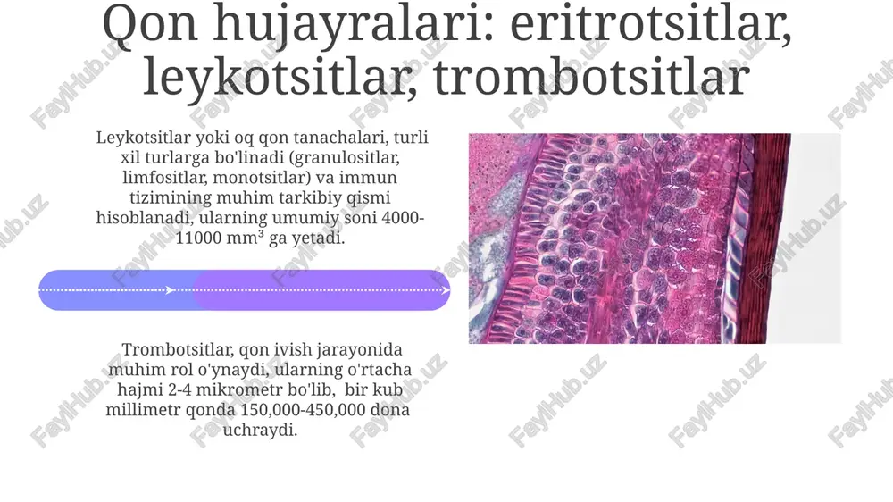 qon va limfa: ichki muhitning asosiy komponentlari - Page 4