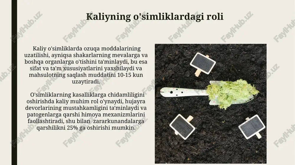 tlarining ph darajasi 6-7 oralig'ida bo'lib, tuproqning kislotaliligini kamaytiradi va o'simliklarning mineral ozuqalarni yaxshiroq o'zlashtirishiga yordam beradi. kaliy va boshqa ozuqa elementlari o'zaro ta'siri kaliy va azot o'zaro ta'sirini optimal darajada saqlash uchun n:k nisbati 1:1 dan 1.5:1 gacha bo'lishi tavsiya etiladi, bu o'simliklarning o'sishini va hosildorligini yaxshilaydi. yuqori dozalarda qo'llanilgan kaliy, ayniqsa tuproqning kislotaliligi yuqori bo'lganda, temir va marganes kabi mikroelementlarning o'simliklarga o'tishiga to'sqinlik qilishi mumkin. kaliy o'g'itlarining afzalliklari va kamchiliklari murakkab kaliy o'g'itlari, masalan, npk, o'simliklarning o'sishi uchun zarur bo'lgan azot (n), fosfor (p) va kaliy (k)ni bir vaqtning o'zida ta'minlaydi, bu esa mehnat va vaqtni tejaydi, ammo narxi oddiy o'g'itlarga nisbatan yuqori bo'lishi mumkin. kaliy o'g'itlarining yuqori konsentratsiyasi (masalan, 60% k2o) transport xarajatlarini kamaytiradi, ammo ularni qo'llashda aniqlik va ehtiyotkorlik talab etiladi, chunki haddan tashqari dozasi o'simliklarga zarar yetkazishi mumkin. o'g'itlarni to'g'ri qo'llash texnologiyalari o'g'itlarni qo'llashda 10-15 sm chuqurlikka ekishdan oldin yoki ekish vaqtida solish hosildorlikni 20-25% …