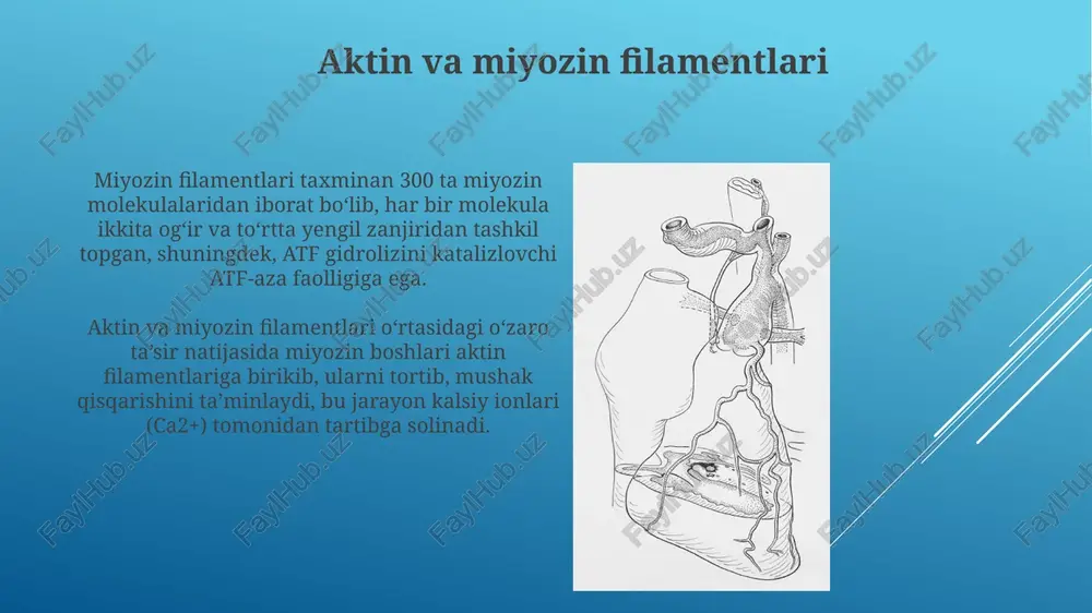 sarkomerning tuzilishi va vazifasi - Page 4