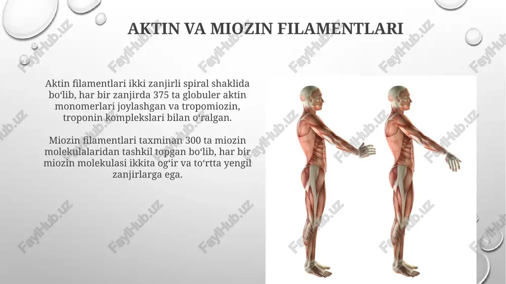 mushak qisqarish mexanizmining morfologik asoslari - Page 4
