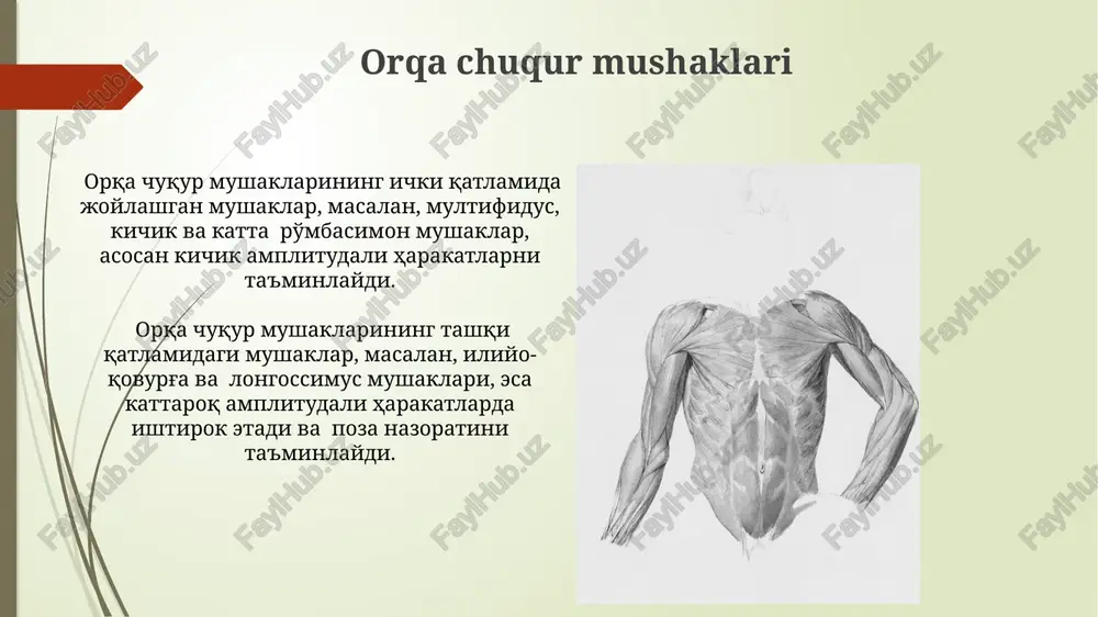 multifidus mushagi - Page 4