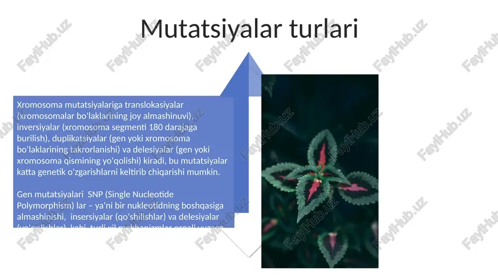 mutatsiya zararlimi? - Page 4