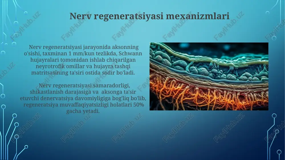 nerv to'qimasining degeneratsiyasi va regeneratsiyasi mexanizmlari - Page 4