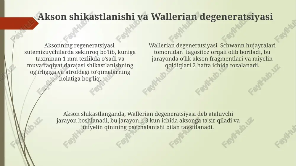 nerv toʻqimasining degeneratsiyasi va regeneratsiyasi mehamizmlari - Page 4