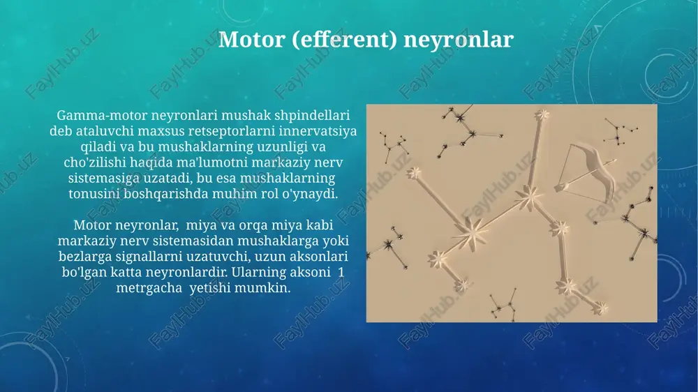 kimyoviy potentsialini saqlash vazifasini bajaradi. akson aksonlar miyelin qiniga ega bo'lishi mumkin, bu esa impulslarning tezligini sezilarli darajada oshiradi – ranvier tugunlari orqali sakrash bilan. aksonning uzunligi bir necha millimetrdan bir necha metrgacha o'zgarib, uning diametri esa odatda 1 dan 20 mikrometrgacha bo'ladi. interneyronlar interneyronlar turli shakl va o'lchamlarda bo'lib, ma'lumot uzatish tezligi 1 m/s dan 100 m/s gacha o'zgaradi va ularning funksiyasi o'zgaruvchanligi yuqori. interneyronlarning aksariyati dendritlari va aksonlari nisbatan qisqa boʻlib, mahalliy darajada signal uzatishga ixtisoslashgan va miya ichidagi ma'lumotlarni qayta ishlashda muhim rol o'ynaydi. e'tiboringiz uchun rahmat @taqdimot_robot image3.png image4.jpg image5.jpg image6.jpg image7.jpg image8.jpg image9.jpg image10.jpg image11.jpg image12.jpg image13.jpg image14.jpg image15.jpg image16.jpg image17.jpg image18.jpg image19.jpg image20.jpg