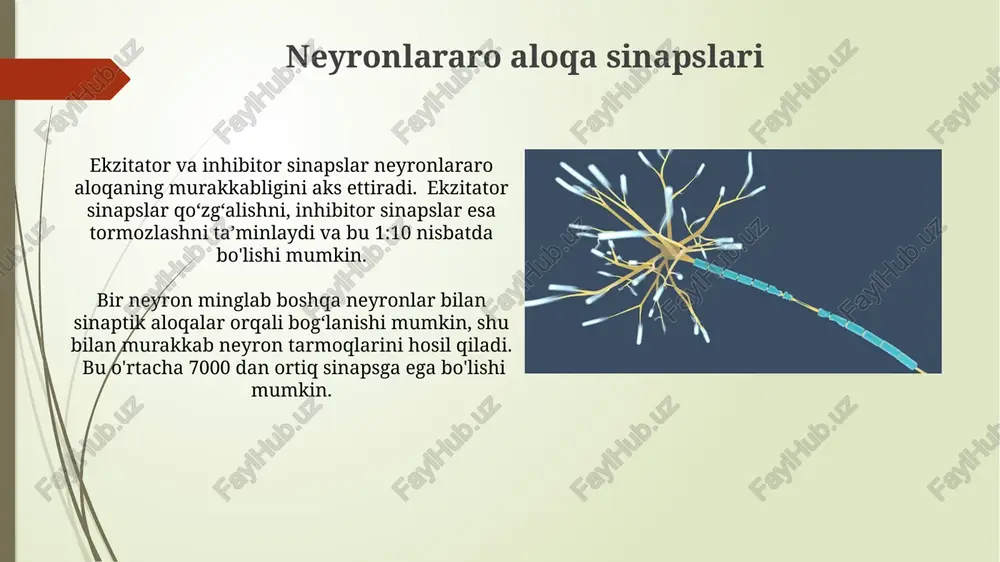 neyronning tuzilishi - Page 4