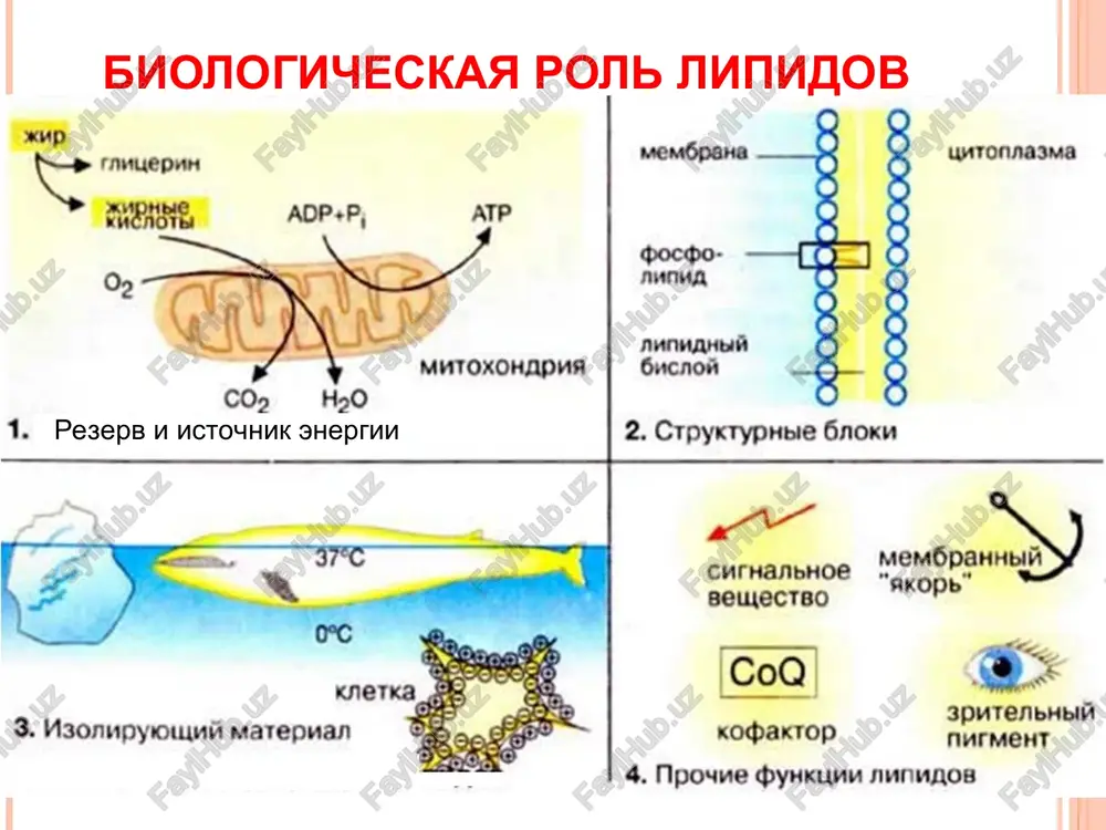 oa enoilgidrataza o || r – ch2 – ch = ch – c ~ skoa – enoil - koa – β – gidroksiatsil - koa 2-y etap – sobstvenno β -okislenie jirnix kislot β – gidroksiatsil – koa degidrogenaza o o || || r – ch2 – c – ch2 – c ~ skoa on o | || r – ch2 – ch – ch2 – c ~ skoa – β – gidroksiatsil - koa nad + nadh + h + v tspe na fmn 3 atf – β –ketoatsil - koa 2-y etap – sobstvenno β -okislenie jirnix kislot β –ketoatsil– koa tiolaza hskoa sleduyushiy tsikl β - okisleniya o o || || r – ch2 – c – ch2 – c ~ skoa – β –ketoatsil - koa o || h3c– c ~ skoa - atsetil- koa v tstk – 3-y etap β-okisleniya jk 12 atf || r …