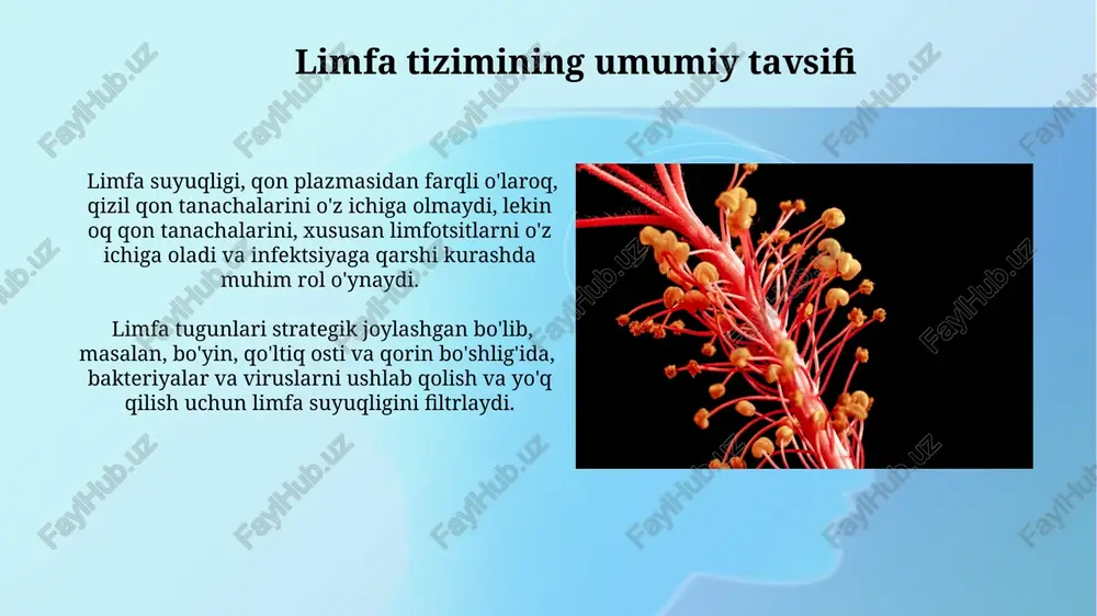 limfa sistemasi - Page 4