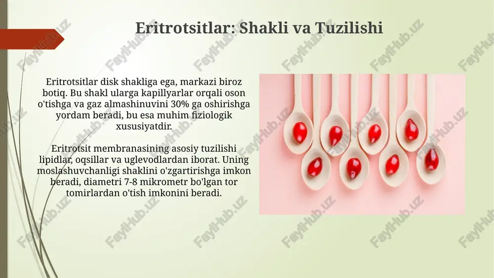 eritrotsitlar gemoglabin va uning turlari - Page 4