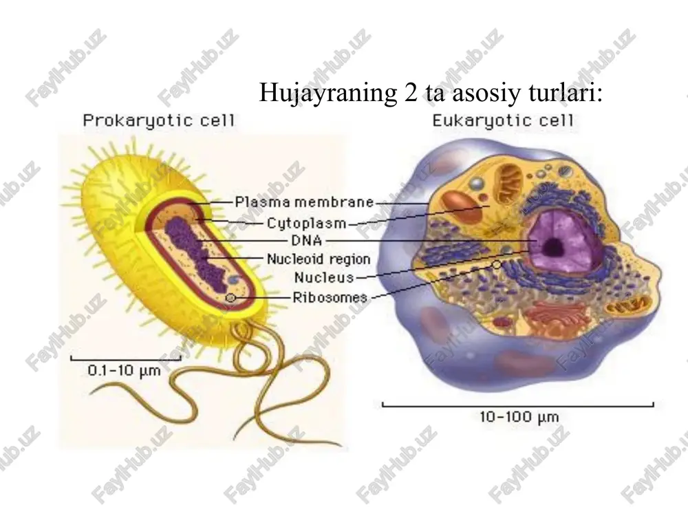 . faol oqsil biosintezi ro'y beruvchi hujayralarda ribosomlarning miqdori ko'p bo'ladi. ribosomalar endoplazmatik tur membranasi bilan birikib, donador hujayra ichki turi hosil qilishdan tashqari yakka holda yoki to'plamto'plam bo'lib poliribosoma (polisoma) ham hosil qiladi. erkin polisomalari — rnk molekulasi bilan o'zaro tutashgan bo'ladi va hujayraning hcfayot faoliyatini ta'minlashda sitoplazma oqsillari, ayrim organella (mikronaycha)lar tarkibiga kiruvchi oqsil moddasining hamda hujayra o'sish davrida paydo bo'ladigan oqsillar sintezlanishida ishtirok etadi. shuning uchun ham tez bo'linuvchi embrional hujayralarda va gmon sifatli o'sma hujayralarida erkin ribosomalar ko'plab uchraydi. goldji kompleksi goldji kompleksi. 1898 yili italiyalik olim kamilio goldji nerv hujayralaridagi to'rsimon tuzilmani kuzatadi, keyinchalik bu tuzilma goldji apparati nomini oladi. bunday hujayraning ichki tuzilmasi hayvon va o'simliklarning barcha hujayralarida aniqlangan. goldji apparati (kompleksi), ayniqsa bez hujayralarida o'ta rivojlangan bo'ladi. shuning uchun ham ushbu tuzilmaga hujayradagi sekretsiya jarayoniga aloqador, deb qaraladi. bu organoidga elektron mikroskop orqali qaralsa, uning parallel membranali yirik haltacha (tsisternalar) hamda pufak (vakuola) …