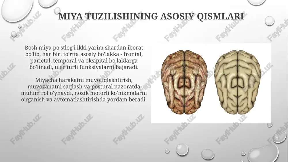 sida muhim rol o'ynaydi. magnit-rezonans tomografiya (mrt) kuchli magnit maydon va radio to'lqinlardan foydalanib, 3d miya tasvirlarini hosil qiladi, o'smalar, insultlar va oq moddadagi o'zgarishlarni aniqlashga yordam beradi. xulosa xulosa lobotomiyadan keyingi bemorlarda frontal lob funktsiyasi 20-30 foizga kamayishini ko'rsatdi, bu esa impulsivlik va ijtimoiy buzilishlarga olib keldi. o'rganish shuni ko'rsatdiki, miyachaning shikastlanishi 10 nafar bemorning 7 nafarida motor koordinatsiyasining buzilishiga olib keldi, ayniqsa barmoqni burunga tekshirishda. e'tiboringiz uchun rahmat image2.png image5.jpg image6.jpg image7.jpg image8.jpg image9.jpg image10.jpg image11.jpg image12.jpg image13.jpg image14.jpg image15.jpg image16.jpg image17.jpg image18.jpg image19.jpg image20.jpg image21.jpg image3.png