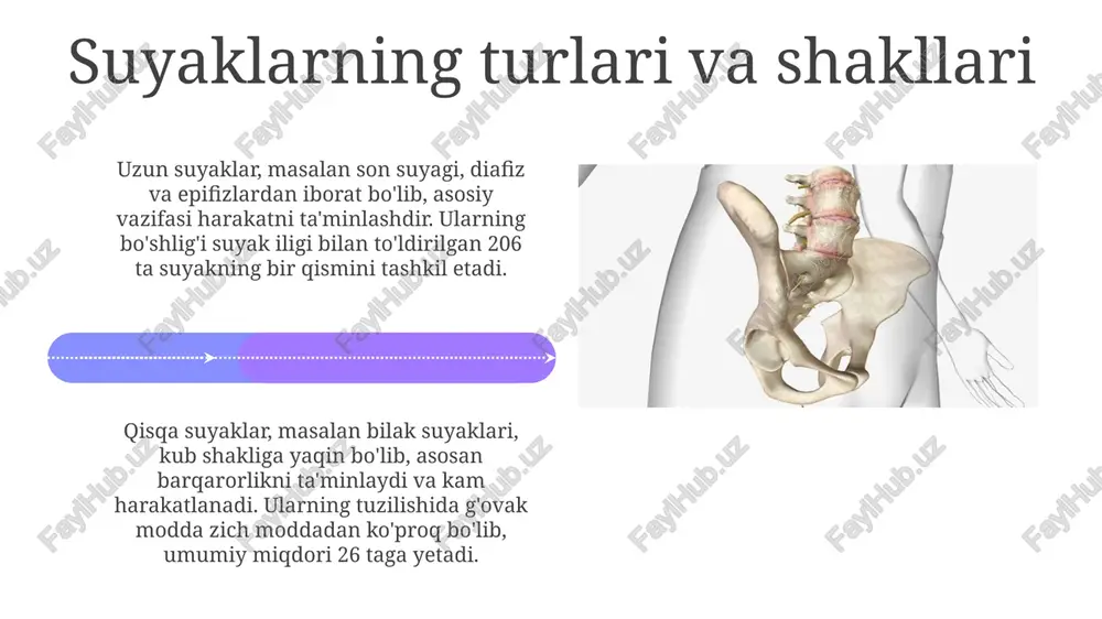 skelet va uning boylamlari haqida ma'lumot - Page 4