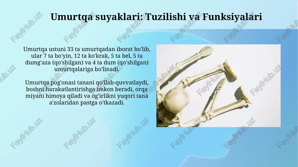 umurtqa pogʻonasi suyaklari va koʻkrak qafasi suyaklari - Page 4