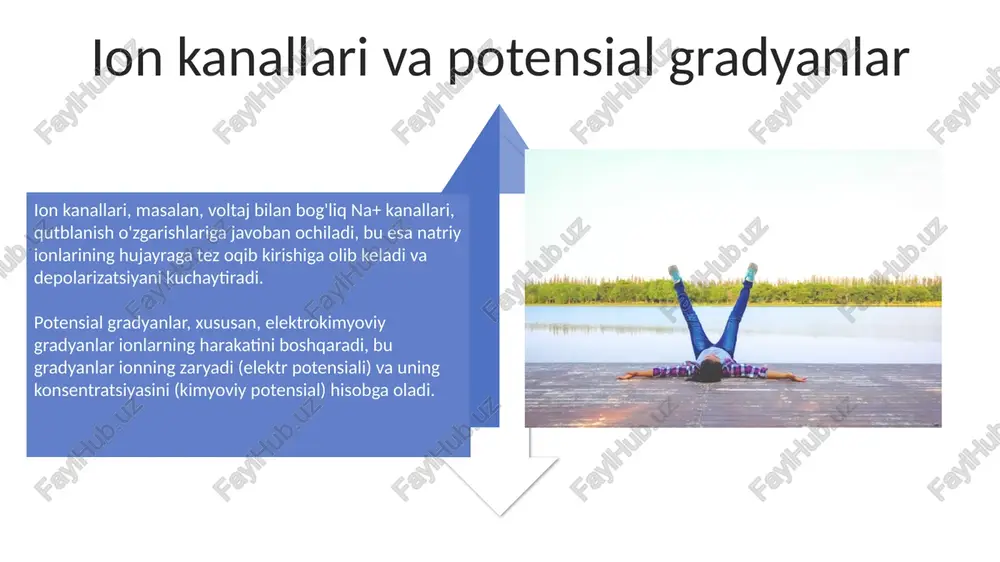 tinchlik va harakat potensiali - Page 4