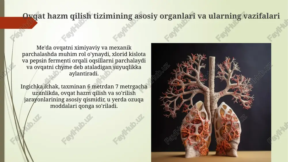 hazim tizimi va nafas olish tizimi - Page 4