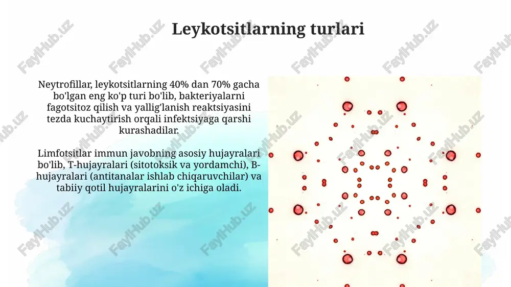 leykotsitlar va ularning vazifalari - Page 4
