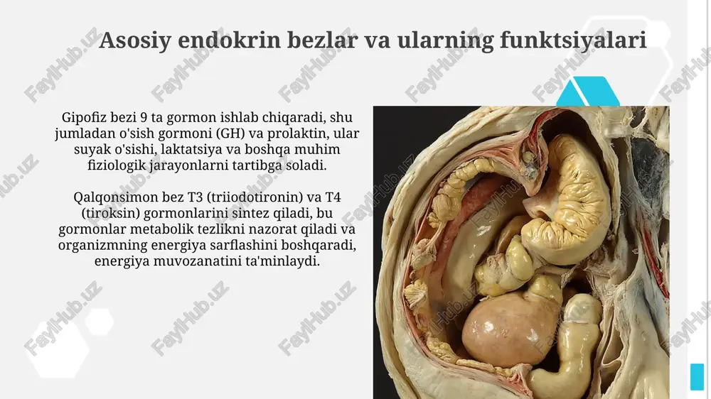 endokrin bezlar - Page 4