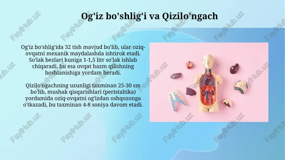 hazm tizimining a’zolari. nafas olish tizimi - Page 4
