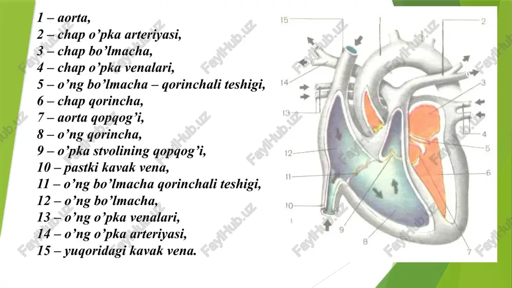 sa bo’lmacha va qorinchalarni ketma-ket qisqarishini ta’minlaydi. ayrim sabablarga ko’ra ikkinchi tartibdagi avtomatiya markazi ham ishdan chiqsa, u holda boshqaruvchilik vazifasini gis tutami bajara boshlaydi. gis tutamida qo’zg’alishlar soni minutiga 30-40 tani tashkil qiladi. agarda gis tutami ham ishlamay qo’ysa, u holda ritm yetakchilik vazifasi purkine tolalari zimmasiga tushadi. bu holda yurak ishlash ritmi tahminan minutiga 20 tani tashkil etadi. qorinchalar va bo’lmachalar muskul tolalari orqali qo’zg’alishni o’tish tezligi 0,9-1 m/s tashkil etadi, bo’lmacha va qorincha orasidagi tugun tolalarida esa 0,05, purkine tolalarida esa 3 m/s ga teng. purkine tolalarida qo’zg’alishni tez o’tishi qorinchalarni bir vaktda tez qo’zg’alishini ta’minlaydi. qorinchalarni tulik qamrab olish vaqti 10-10 ms ga teng. shunday qilib, yurakning o’tkazuvchi tizimi bir qancha fizialogik afzalliklarni keltirib chiqaradi: 1. impulslarni ritmik hosil qilish (xp); 2. bo’lmacha va qorinchalarni ketma-ket qisqarishini; 3. qorincha miokordani bir vaqtda qo’zg’alishini ta’minlaydi. yurakning qon haydash vazifasi. yurak miokardi sinixron, doimiy qisqarib turishi hisobiga tomirlar …