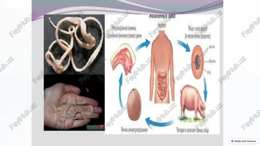 iruvlar rivojlangani bilan parazitlarning xilma-xilligi aniqlangan. 3 xx asrda antiparazitar dorilar ixtiro qilindi va parazit kasalliklarga qarshi kurashda muhim yutuqlarga erishildi. 13 parazitologiya fanining asosiy uslublari 1 mikroskopik tekshiruv parazitlarni mikroskop ostida o'rganish. 2 kulturamas laboratoriya sharoitida parazitlarni o'stirish. 3 eksperimentlar parazitlarning xususiyatlarini tekshirish. 14 parazitologiya fanining dolzarb masalalari 15 parazitologiya fanining istiqbollari 1 yangi dorilarni ishlab chiqish parazit kasalliklarini davolash uchun. 2 vaksinalarni yaratish parazit kasalliklaridan himoya qilish uchun. 3 parazitlarning genomiyani o'rganish parazitlarning biologiyasini chuqurroq tushunish uchun. 16 image1.png image2.png image3.png image4.jpg image5.jpg image6.jpg image7.jpg image8.png image9.png image10.png image11.png image12.png image13.png image14.png image15.png image16.png image17.png image18.png image19.png image20.png image21.png image22.png image23.png image24.png