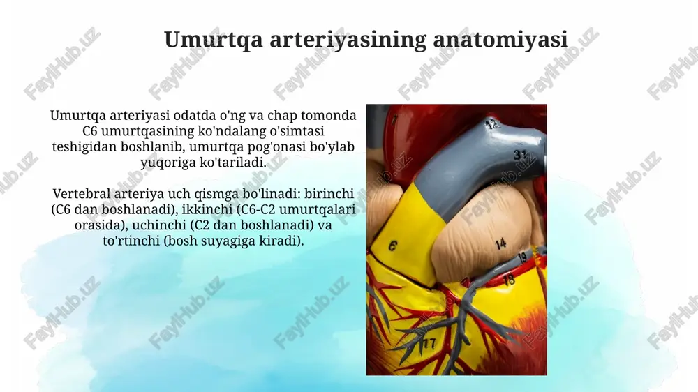 r protseduralarda, bu 5% gacha bo'lgan hollarda asorat hisoblanadi va qo'shimcha aralashuvni talab qilishi mumkin. nerv shikastlanishi, masalan, xii kranial nerv (hypoglossal nerv) parezi, vertebral arteriya jarrohligidan keyin 2-8% hollarda uchraydi va nutq buzilishiga olib kelishi mumkin. prognoz va reabilitatsiya prognoz ko'pincha yoshga, shikastlanish darajasiga va erta reabilitatsiya choralarining samaradorligiga bog'liq, taxminan 60-80% hollarda qisman tiklanish kuzatiladi. reabilitatsiya vestibulyar mashqlarni, muvozanatni tiklashga qaratilgan mashqlarni va nutq terapiyasini o'z ichiga olishi mumkin, har biri 3-6 oy davom etishi mumkin. xulosa umurtqa arteriyasi shikastlanishining klinik natijalari insultning 5-10% ini tashkil etishi mumkin, shuning uchun erta tashxis qo'yish va davolash juda muhim ahamiyatga ega. dopplersonografiya, kt-angiografiya va mra kabi diagnostika usullari vai aniqligini oshiradi, natijada insult xavfini kamaytirish orqali bemorlarning ahvoli yaxshilanadi. e'tiboringiz uchun rahmat image3.jpg image4.jpg image5.jpg image6.jpg image7.jpg image8.jpg image9.jpg image10.jpg image11.jpg image12.jpg image13.jpg image14.jpg image15.jpg image16.jpg image17.jpg image18.jpg image19.jpg image1.png