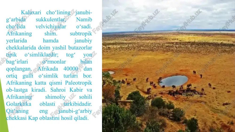ing ekvatorial o'rmonlari faunasining endemik vakillaridir. ekvatorial o'rmonlarning faunasi ushbu tabiiy hududlar afrika qit'asining deyarli yarmini, 40% ni egallagan. savanna portugal tilidan "daraxtli dasht" deb tarjima qilingan. er tez o'sadigan o'tlar va alohida daraxtlar bilan qoplangan. savanna o'simliklari savanna o'simliklari yog'ingarchilikka bog'liq. yiliga 8 oy davomida yog'ingarchilik bo'lgan ekvatorga yaqinroq, otsu o'simliklar uch metrga etadi. nol paralleldan qanchalik uzoqroq bo'lsa, o'tlar shunchalik past bo'ladi va ko'pincha daraxtlar topiladi. bu baobablar va akatsiyalar (soyabon shaklidagi toj bilan). daraxtga o'xshash akatsiya butun afrikada keng tarqalgan, ammo ekvatorial va tog'li o'rmonlarda o'smaydi. savannadagi daryolar bo'yida ko'plab palma daraxtlari o'sadi, bu kichik o'rmonlar qaysidir ma'noda nam tropiklarga o'xshaydi. quruqroq joylarda tikanli butalar va o'tlar, daraxtlar va sutli o'tlar chala cho'llarga yaqinroq o'sadi. bu erda qurg'oqchilik olti oy davom etadi, qolgan yil esa yomg'irli mavsumdir. e`tiboringiz uchun raxmat image1.png image2.png image3.png image4.png image5.png image6.png image7.png image8.png image9.png /docprops/thumbnail.jpeg