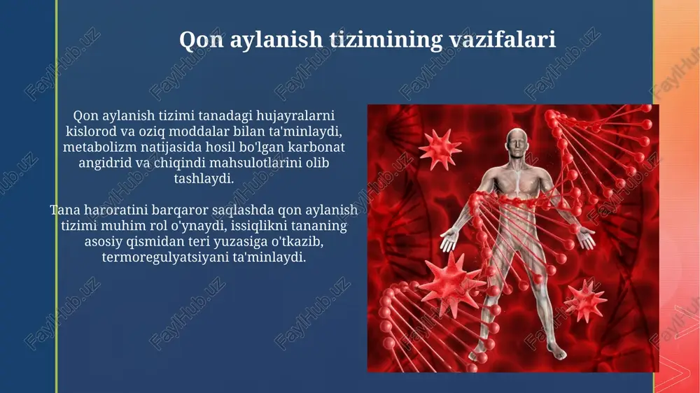 qon aylanish tizimining tuzilishi va yoshga xos xususuiyati - Page 4