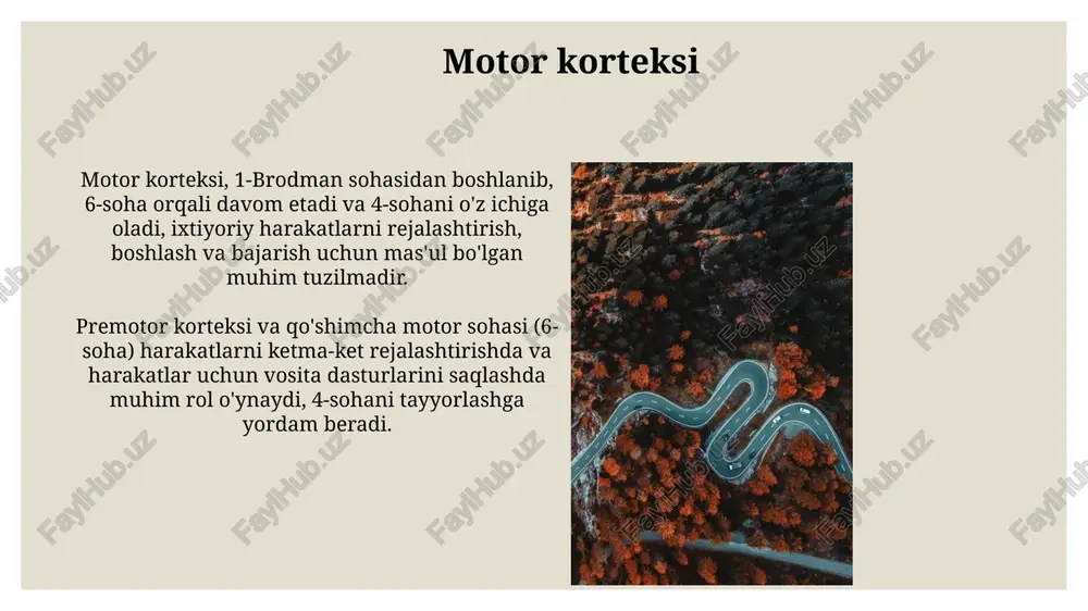ning kichik, tasodifiy qisqarishlari) va mushak atrofiyasiga (hajmining kamayishi) olib keladi. motor birliklari motor birligi – bu bitta motor neyroni va u innervatsiya qiladigan mushak tolalarining yig'indisi, uning hajmi 10 dan 1000 gacha tolaga yetishi mumkin. bitta motor birligidagi barcha mushak tolalari bir xil turga tegishli (i yoki ii tur), bu ularning qisqarish tezligi va charchoqqa chidamliligini belgilaydi. motor yo'llarining shikastlanishi: klinik ko'rinishlar pirimodal yo'llar shikastlanishi kontralateral plegiya yoki parezga olib keladi, bu ko'pincha yuqori ekstremitalarda distal zaiflikni o'z ichiga oladi va babinskiy belgisini keltirib chiqaradi. ekstrapiramidal shikastlanishlar parkinsonizm (qaltiroq, rigidlik, bradikineziya) yoki xorea (tartibsiz, ritmik bo'lmagan harakatlar) kabi harakat kasalliklari bilan namoyon bo'ladi. xulosa xulosa motor yoʻllari faoliyatini baholash va monitoring qilishda muhim boʻlib, miyaning shikastlanishi yoki 14 turdagi nevrologik kasalliklarning 20 dan ortiq turini aniqlashga yordam beradi. motor yoʻllarining buzilishi natijasida kelib chiqadigan harakat buzilishlari, masalan, 5 xil paralichning ogʻirlik darajasini aniqlash orqali 25% holatda tashxis qoʻyish imkonini …