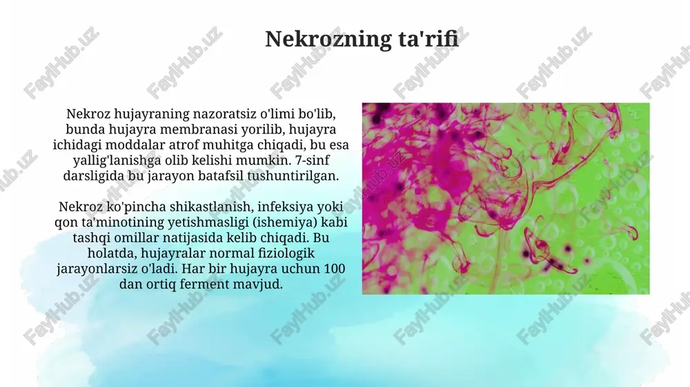 ariladigan, yallig'lanishsiz o'limning dasturlashtirilgan shaklidir. nekrozda hujayra shishib ketadi va yorilib ketadi, natijada hujayra ichidagi tarkib tashqariga chiqadi. apoptozda hujayra kichrayadi, qismlarga bo'linadi va fagotsitlar tomonidan 12-24 soat ichida tozalanadi. nekroz va apoptozning ahamiyati nekroz to'qimalarning shikastlanishi yoki infektsiya tufayli yuzaga keladi, bu esa 100 dan ortiq fermentlar chiqarilishiga va atrof-muhitning yallig'lanishiga olib keladi. apoptosis, dasturlashtirilgan hujayra o'limi, rivojlanish va immunitet tizimining 10^12 hujayralarini yo'q qilish uchun juda muhimdir, bu esa kasalliklarning oldini oladi. nekroz va apoptoz kasalliklarda nekroz turli xil kasalliklarda, masalan, miyokard infarktida sodir bo'ladi, bunda qon yetishmovchiligi tufayli yurak mushak hujayralari o'ladi, bu esa 12-24 soat ichida oqibatlarga olib keladi. apoptoz autoimmun kasalliklarda buzilishi mumkin, bu esa otoantitanalarni ishlab chiqarishga olib keladi, natijada to'qimalarga hujum qilinadi va 70 dan ortiq kasalliklar rivojlanishiga sabab bo'ladi. xulosa xulosa apoptozning muhim ahamiyatini ta'kidlaydi, bu hujayralarning nazorat ostida yo'q qilinishi, rivojlanish, immunitet va to'qimalarning homeostazida muhim rol o'ynaydi, buzilishlar kasalliklarga olib …