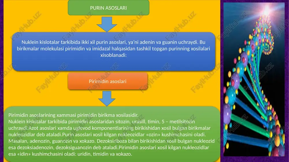 bo’lsa, uning qarshisida s-nukleotidini o’rnatadi. polimeraza fermentlari dnk qo’sh zanjiridagi har bir zanjir nukleotidlarini ajratish funksiyasini ham bajaradi. demak, dnk polimeraza fermenti dnk ning qo’shqavat zanjirini ikkiga ajrata olish va qayta tiklash funksiyasini o’taydi. ribonuklein kislota-rnk tuzilishi ko’p jihatdan dnk tuzilishiga o’xshasada, ba’zi bir belgilari bilan undan tubdan farq qiladi. avvalo, rnk tarki­bida uglevodlardan dezoksiriboza emas, balki riboza borligini qayd etish kerak. rnk tarkibida xuddi dn k tarkibi singari azotli asoslardan adenin, sitozin uchrasa ham timin o’rnida uratsil borligini ko’rsatib o’tish lozim. dnk qo’sh zanjirli bo’lgani holda, rnk yakka zanjirlidir. hujayrada o’z tuzi­lishi va funksiyasi bilan farqlanuvchi uch xil ribonuklein kislota bor. ular ribosoma r-rnk, informatsion - i-rnk va transport -- t-rnk dan iborat. uch xil rnkning hammasirnk polinmeraza fermenti ishtirokida dnk matritsasida sintez­ lanadi. ribosomal rnk hujayradagi barcha rnk ning 80 foizga yaqinini tashkil etadi. ribosomal rnk yadrochada sintezlanadi va oqsil molekulalari bilan bog’lanib, xomaki ribosoma holatida sitoplazmaga chiqariladi …