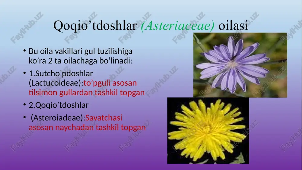 qoqio’tdoshlar(asteriaceae)oilasi - Page 4