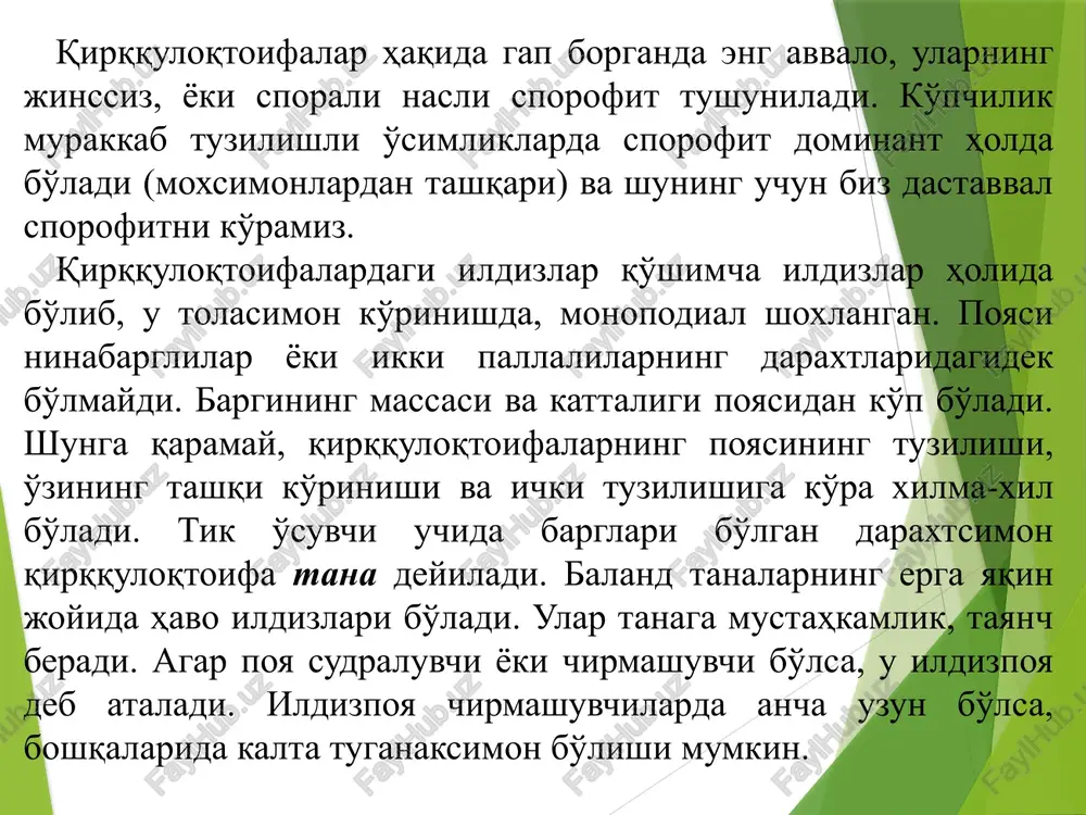 ydi. sporangiylar yaprog'larining orqa tomonida hosil bo'ladi. ular yaprog' qirrasi yaqinida, yon tomirlanishlar bo'ylab joylashadi. sporangiylar ko'p qavatli po'st bilan o'ralgan. sporangiyda ko'p miqdorda bir xil sporalar etiladi. voyaga yetgan sporangiy uzunasiga yoriladi. sporalar unib qirqquloqtoifalardagi kabi o'simta hosil qiladi. ammo, ular biroz kattaroq, 2 sm uzunlikda bo'lib 2-3 yil davomida yashaydi. sinf. qirqquloqsimonlar (polypodiaceae) tartib - tsiateynamolar (cyateales); oila - aspleniumdoshlar (aspleniaceae) qirqquloq (driopteris) turkumiga rus tilidagi darsliklarda erkak qirqquloq deb ataladigan tur (d. filix-mas) vakil sifatida xarakterlanadi. uning poyasi (ildizi) yer ostida joylashib, uchki qismigina tuproqdan chiqib turadi. ildizi ancha yo'g'on, qoramtir-qo'ng'ir tusli. unda qurib tushib ketgan yaprog' bandining ilmoqsimon buralgan qoldiqlari, undan yuqoriroqda barglari joylashadi. voyaga yetgan o'simliklarda 5-7 ta yaxshi rivojlangan barglari bo'ladi. (16-rasm). ildizning uchida kurtagi bor. unda hali shakllanmagan, keyingi yili yoziladigan yaprog'lari mavjud. image1.jpeg image2.jpeg image3.gif image4.jpeg /docprops/thumbnail.jpeg
