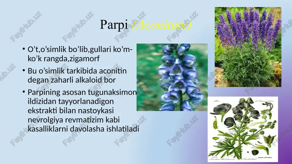 ayiqtavondoshlar(ranunculaceae) - Page 4