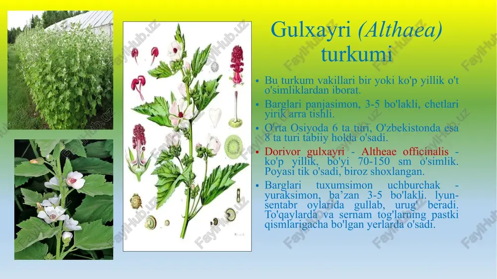gulhayridoshlar(malvaceae)oilasi - Page 4