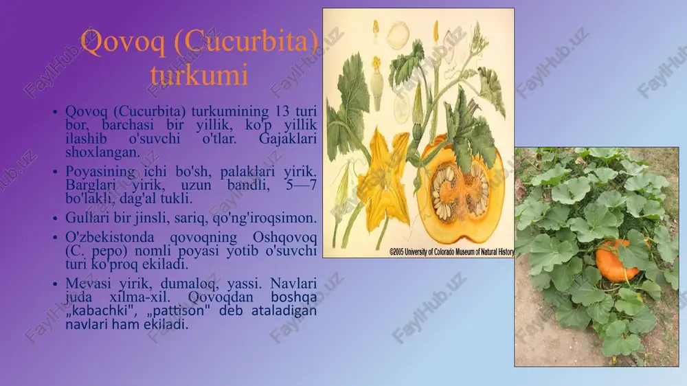 qovoqdoshlar oilasi - Page 4
