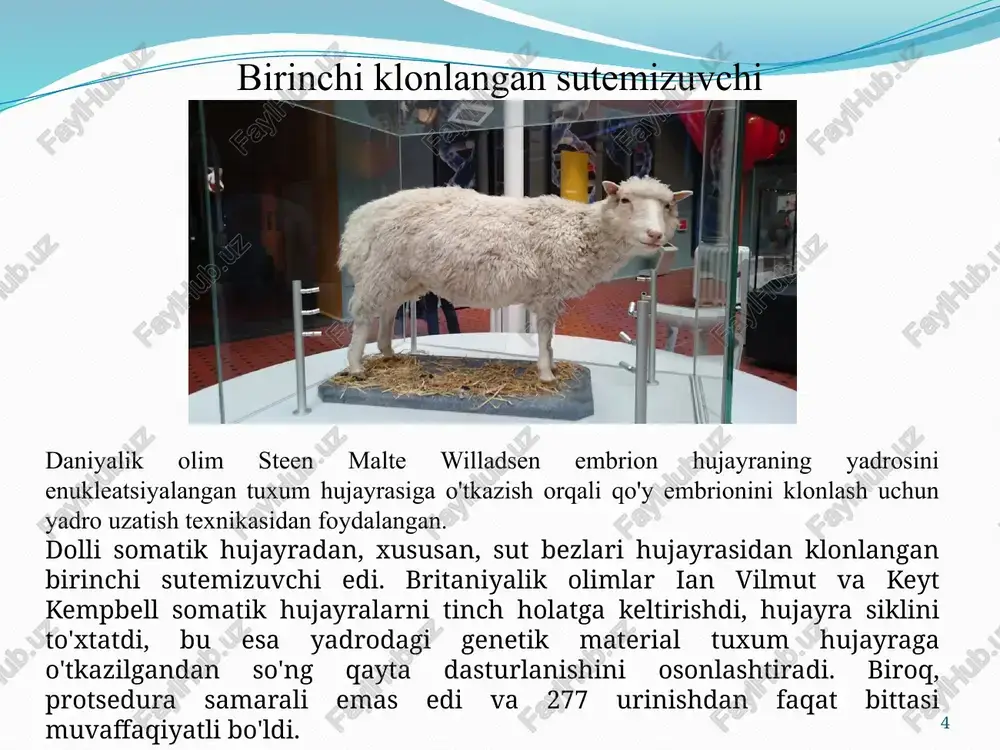 oddiy. (1) urug'langan tuxum yadrosiga klonlangan gen kiritiladi. (2) emlangan urug'lantirilgan tuxumlar retseptiv urg’ochiga joylashtiriladi, chunki sutemizuvchilarning embrion rivojlanishining muvaffaqiyatli yakunlanishi urg’ochidan tashqarida mumkin emas. (3) implantlangan tuxumlardan olingan nasllarning bir qismi klonlangan genni barcha hujayralarida olib yuradi. (4) klonlangan genga ega bo'lgan hayvonlar yangi genetik liniyalarni yaratish uchun o'stiriladi. 9 transgen sichqonlar. begona irsiy materialni kiritish (knock-in) uchun ko'pincha gen konstruktsiyasini embrion asos hujayrasi (esc) pronukleusiga mikroin'ektsiya qilish qo'llaniladi. bu usul juda tez, ammo omon qolgan embrionlar soni kam. yangi rekombinant gen yoki ularning jinsiy hujayralaridan birida nogiron gen bo'lgan avlodlar (ximer embrionlari) asoschi hayvon sifatida keyingi ko'payish uchun ishlatiladi. 10 11 ximerik organizmlar 12 13 image2.jpeg image3.jpeg image4.jpeg image5.jpeg image6.jpeg image7.jpeg image8.png image9.png image10.jpeg image11.jpeg image12.jpeg image13.png /docprops/thumbnail.jpeg