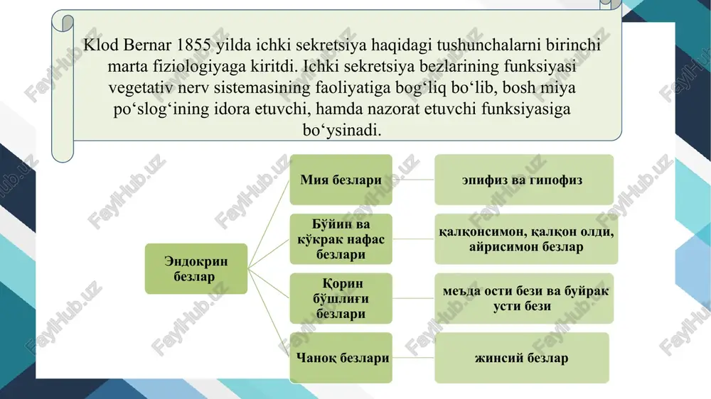 g faoliyatini tartibga soluvchi gormonlarni ishlab chiqarishdir. u orqali qalqonsimon bez, buyrak usti bezlari, jinsiy bezlar kabi ko‘plab a’zolar faoliyati boshqariladi. gipofiz bezidan ajraladigan o‘sish gormoni organizmning umumiy o‘sishi va rivojlanishini ta’minlaydi. tireotrop gormon qalqonsimon bezni faollashtirib, modda almashinuvini boshqaradi. adrenokortikotrop gormon esa stressga qarshi kurashish va immun tizimini qo‘llab-quvvatlashda muhim rol o‘ynaydi. neyrogipofiz orqali ajraladigan oksitosin va adg esa suv muvozanati, bachadon qisqarishi va laktatsiyani boshqaradi. gipofiz (og‘irligi 0,5-0,7gr.) gipofiz oldingi, orqa va oraliq bo‘lakdan iborat. bu bez boshqa ichki sekretsiya bezlaridan ichki sekretor ta’sirining hilma-xilligi bilan ajralib turadi. gipofiz bezining massasi oshishi rivojlanib kelayotgan organizmning 2 davrida to‘g‘ri keladi. gipofiz bezining oldingi bo‘lagining somototrop gormoni bola organizmining o‘sishiga ta’sir etadi, gonodotrop gormoni jinsiy bezlariga va boshqalari qalqonsimon bez va buyrak usti bezlariga ta’sir ko‘rsatadi. gipofiz bezining joylashuvi a - gipotalamusning tuzilishi: 1 - oldingi bo‘lagi, 2- o‘rta bo’lagi, 3 - keyingj bo'lagi; b - bosh miyada sekretsiya bezlarining …