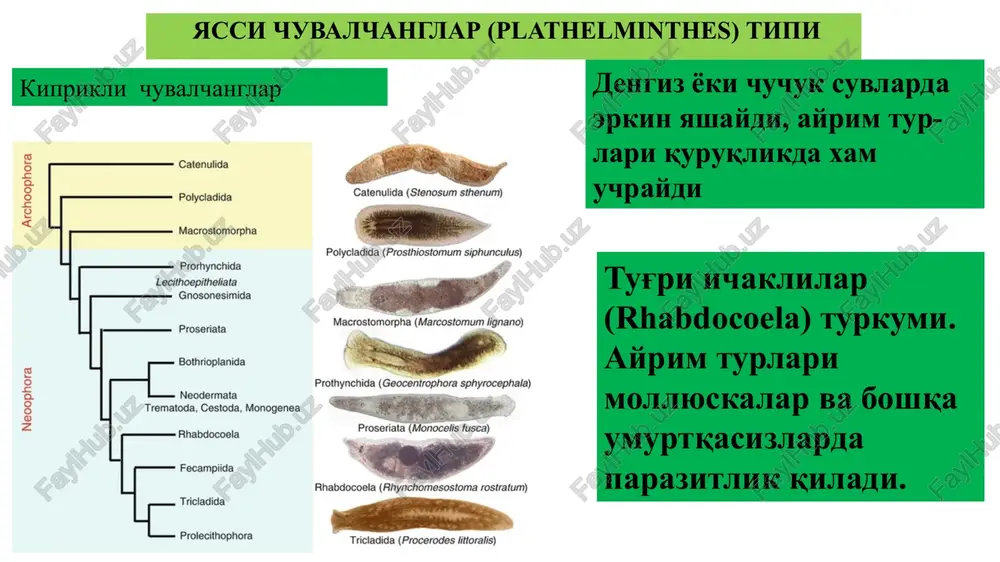 o'p azob beradi. kasal bolaning qorni og'rib, ichi ketadi yoki ichi qotadi. chuvalchang zahari bo¬laning nerv sistemasiga ta'sir etadi. parazit chuvalchanglardan moneziya (monezia expansa 58-rasmga qarang) muhim iqtisodiy ahamiyatga ega. moneziya otlar va chorva mollari ichagida parazitlik qilib, og'ir ichak kasalligini paydo qiladi. moneziya bilan kasallangan hayvonlar minglab qirilib ketadi. moneziya may¬da finnalari sovutli kanalar (oribatidae oilasi) tana¬sida rivojlanadi. hayvonlar kanalarni o't bilan birga yutib zararlanadi. tsestodsimonlar tipik vakili amfilina (amphilina foliacea) osetrsimon baliqlarda parazitlik qiladi. to'garak chuvalchanglar (nemathelminthes) tipi qorinkipriklilar nematodalar qorinkipriklilarning chuchuk suv va dengizlarda tarqalgan nematodalar turli xil muhitda yashashga moslashgan bir necha o'n ming turlarni o'z ichiga oladi. ularni er yuzining deyarli barcha suv havzalarida va suv tubidagi balchikda uchratish mumkin. nematodalar tuproq biotsenozidagi ko'p xujayrali organizmlarning asosiy kismini tashkil etadi. tuprokdagi har qanday chirish jarayoni nematodalarning ishtirokisiz o'tmaydi. nematodalarning bar qancha turlari odam, hayvonlar va o'simliklarning turli organlarida parazitlik qiladi. odam askaridasi odam askaridasi er …