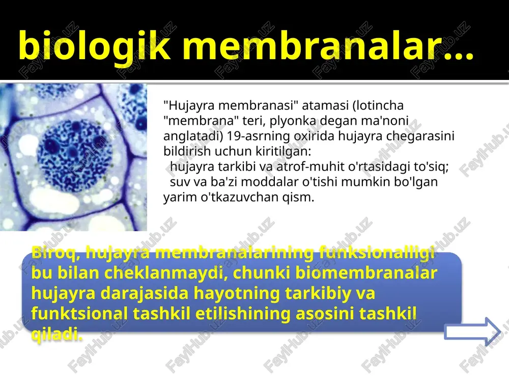 okaliks (3-5 nm), plazma membranasi (7,5 nm) sitoplazmaning kortikal qatlami (1-5 nm). biomembranli uglevodlar glikokaliks uglevod molekulalaridir (glikolipidlar va glikoproteinlar) plazmalemmada "ankorlangan". glikokaliksning funktsiyalari: retseptor va marker funktsiyalari (hujayralararo o'zaro ta'sirlar - tanib olish, yopishish, signalizatsiya); moddalarni plazmalemma orqali tashishning selektivligi; parietal (membranali) ovqat hazm qilish. glikokaliksning tuzilishi 28 qon tomir endoteliyasining glikokaliksi mikrotomirlarda endotelial hujayralar glikokaliksining o'lchami 400-500 nm bo'lib, tomirlar hajmining 10-20% ni egallaydi. qon tomir devorining glikokaliksi hisoblanadi: patogen ta'sirlardan himoya qiluvchi qatlam sifatida, molekulalar harakati uchun transport tarmog'i to'sig'i sifatida, hujayralararo o'zaro ta'sirning g'ovakli gidrodinamik elementi sifatida (masalan, qon tomir devorining endoteliysi va qon hujayralari o'rtasida). glikokaliksning yo'q qilinishi ko'pincha turli xil biologik faollikka ega bo'lgan nano o'lchamdagi bo'laklarning shakllanishi bilan hujayra shikastlanishining birinchi belgilaridan biriga aylanadi. qon tomir endoteliyasining glikokaliksi endotelial glikokaliks qon oqimining (kesish stressi) boshqa hujayra signalizatsiya jarayonlariga ta'sirini mexanokimyoviy konvertor vazifasini bajaruvchi sitoskeleton bilan bog'lanishi mumkin, deb taxmin qilinadi. hujayra glikokaliksini va …